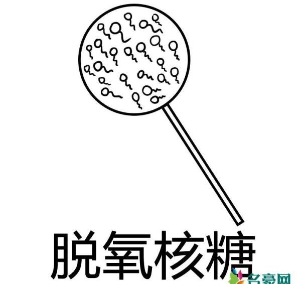 脱氧核糖是什么梗什么意思 脱氧核糖发展经历