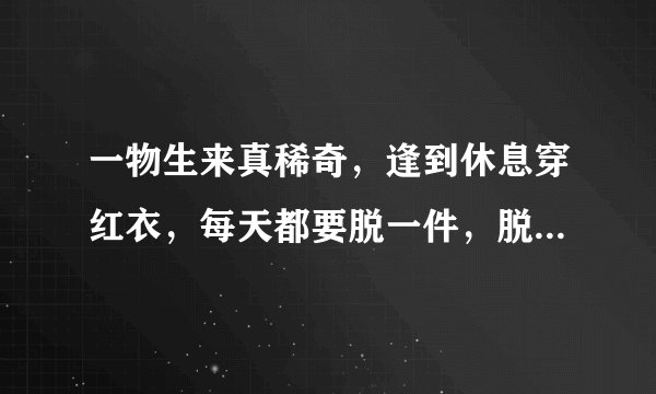 一物生来真稀奇，逢到休息穿红衣，每天都要脱一件，脱到年底剩张皮（打一物）谜底及原因