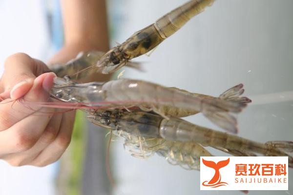 水产大使丨陈梦的双虾套餐安排了，中国人一年平均吃不到3斤虾的事实！
