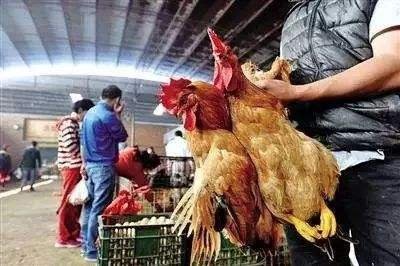 四川宣布将逐步取消现场宰杀销售活禽，农民养的活禽该何去何从？