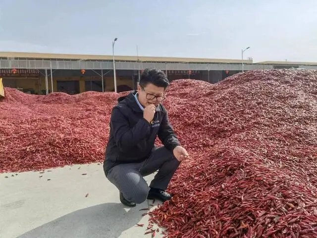 深圳一32岁总裁返乡种辣椒，他为何要放弃高薪返乡种地呢？