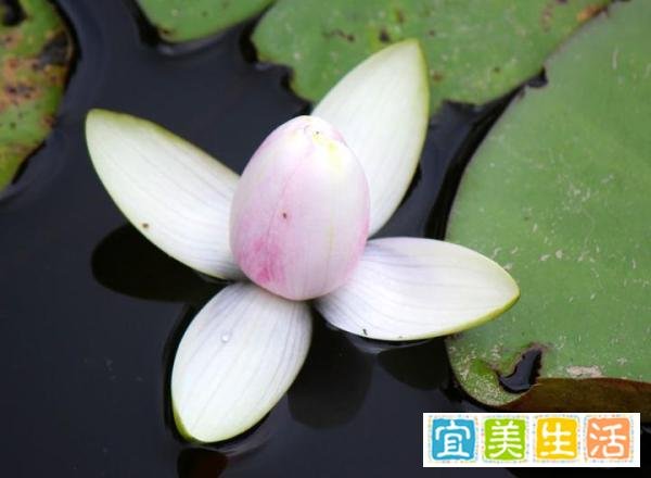 林清玄婚变，饱受垢病，乡愁是给不回家的人