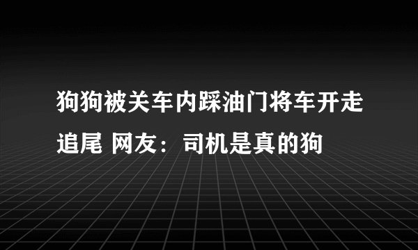 狗狗被关车内踩油门将车开走追尾 网友：司机是真的狗