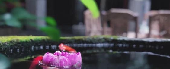 子非：一菜一格，百菜百味