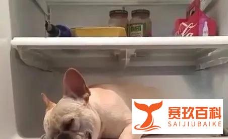 冰箱维修|无氟冰箱与普通冰箱的区别