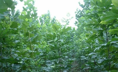 请问速生白蜡，跟白蜡有什么区别？怎样去区别它们。