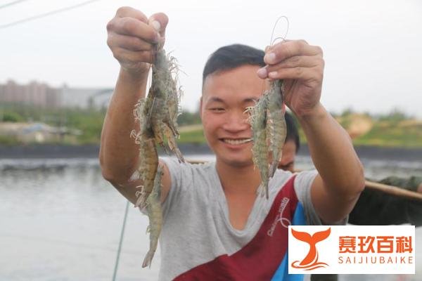 水产大使丨陈梦的双虾套餐安排了,中国人一年平均吃不到3斤虾的事实!