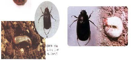 壳壳虫黑色学名