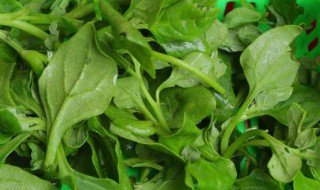 菠菜苗是什么 菠菜苗简单介绍