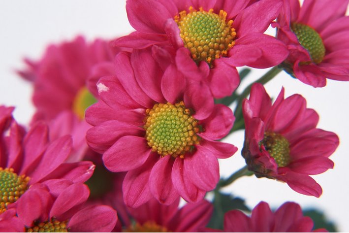 花朵的朵笔顺