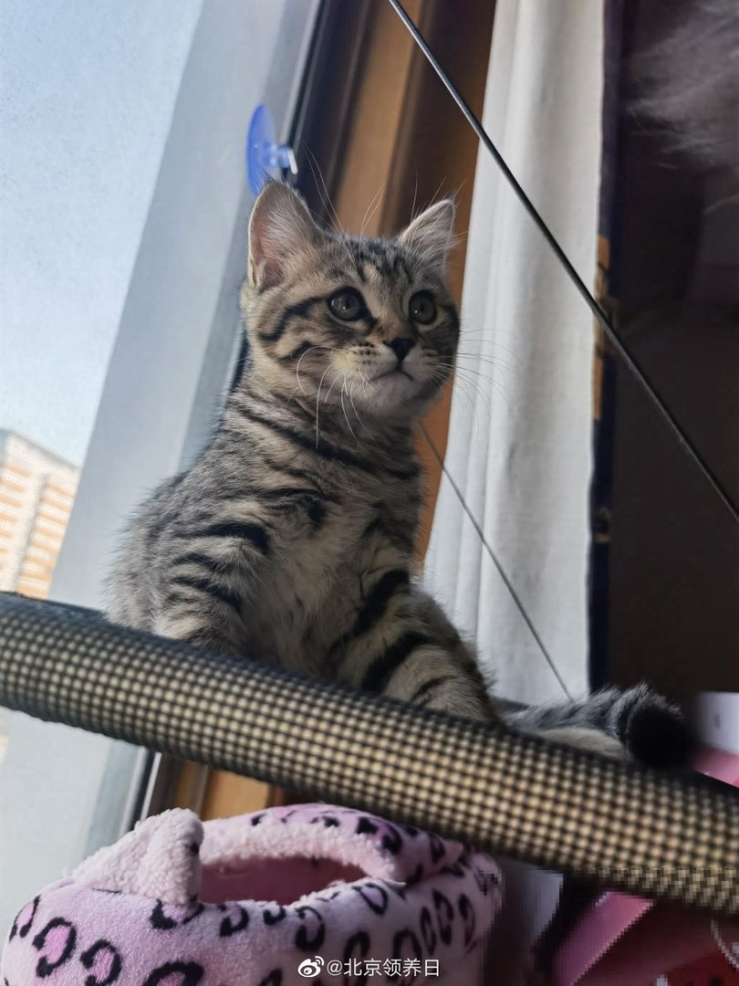 北京在哪领养猫