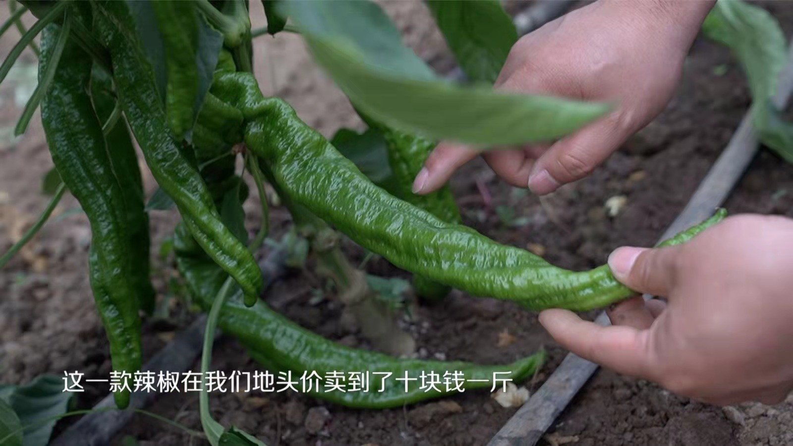 深圳一32岁总裁返乡种辣椒，他为何要放弃高薪返乡种地呢？