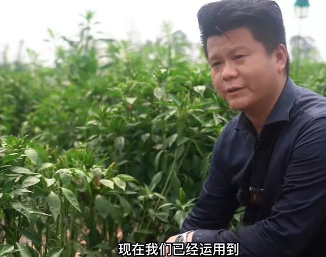 深圳一32岁总裁返乡种辣椒，他为何要放弃高薪返乡种地呢？