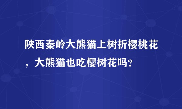 陕西秦岭大熊猫上树折樱桃花,大熊猫也吃樱树花吗?
