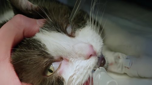 猫咪38度是发烧还是正常