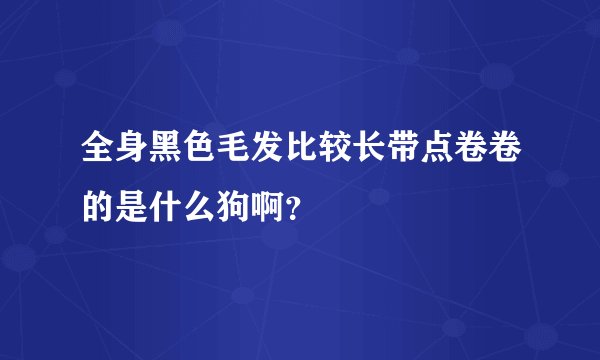 全身黑色毛发比较长带点卷卷的是什么狗啊?