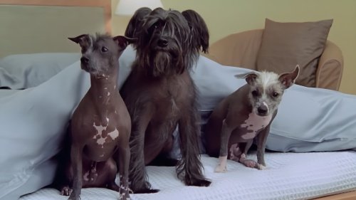 中国冠毛犬多少钱一只啊
