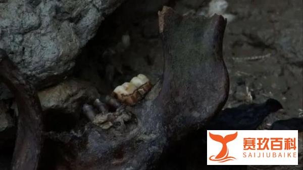 英国有座“死人岛”，任何人不允许进入，棺材碎片和骸骨遍地都是