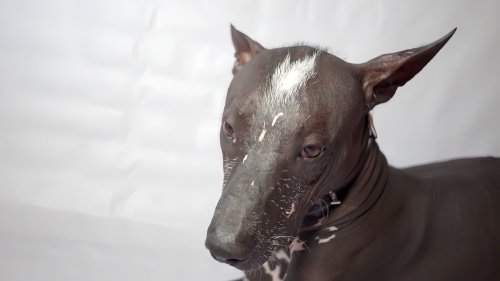 中国冠毛犬多少钱一只啊