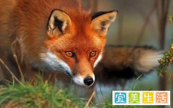 这三种狐狸体型巨大，但其中一种的可怕程度远超你的认知！