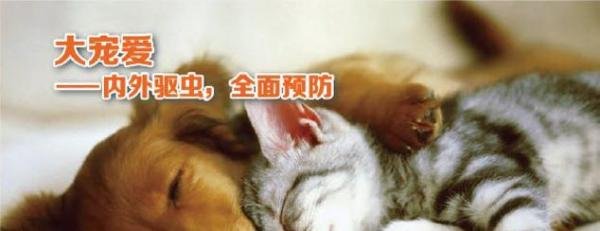 大宠爱和博来恩哪个好？
