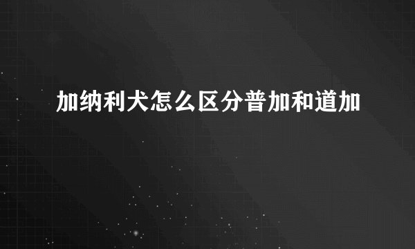 加纳利犬怎么区分普加和道加