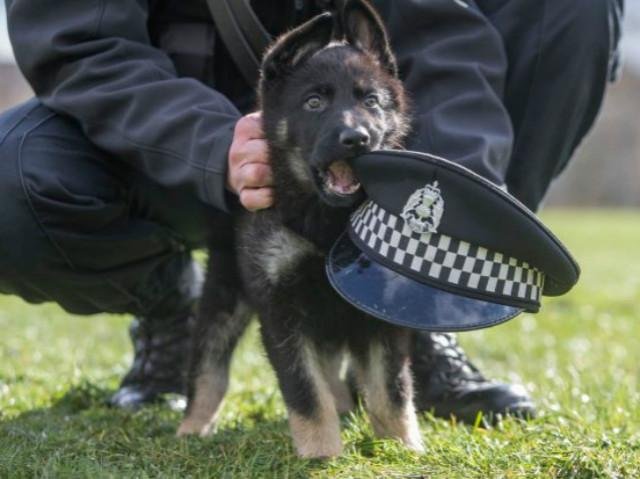 河南南阳超奶警犬被抱着排队吃药,这些警犬有多可爱?