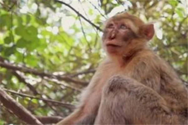 寺庙回应喂独臂猴:它与寺庙有缘！这只猿猴为何是独臂的？