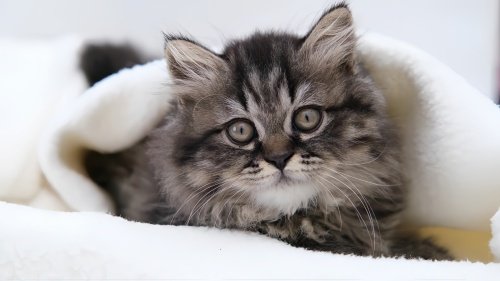 猫咪38度是发烧还是正常