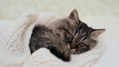 猫咪38度是发烧还是正常