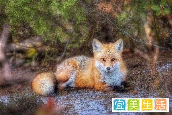 这三种狐狸体型巨大，但其中一种的可怕程度远超你的认知！