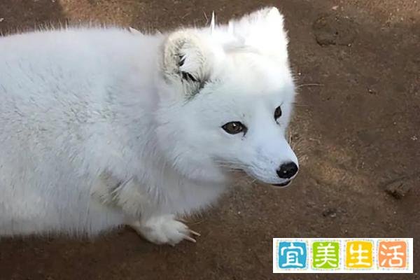 这三种狐狸体型巨大，但其中一种的可怕程度远超你的认知！
