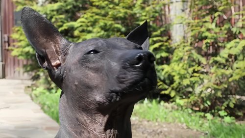 中国冠毛犬多少钱一只啊
