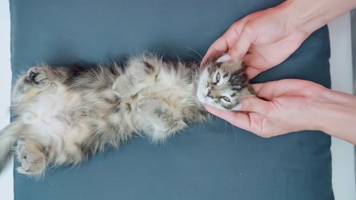 猫咪38度是发烧还是正常