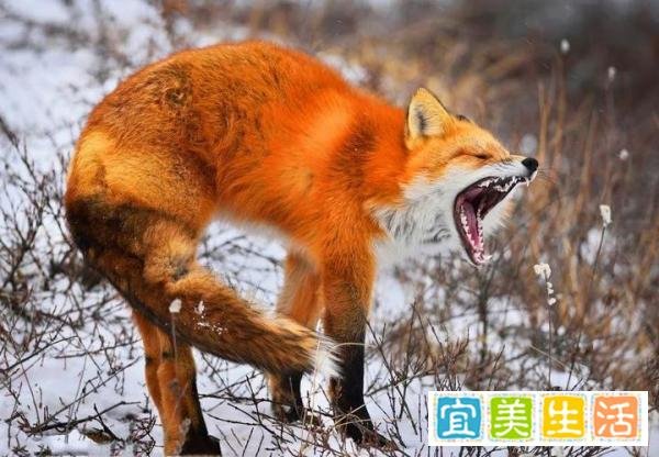 这三种狐狸体型巨大，但其中一种的可怕程度远超你的认知！
