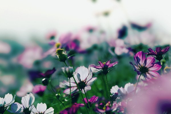 “念起,风靡云涌,念灭,繁花似锦”是什么意思