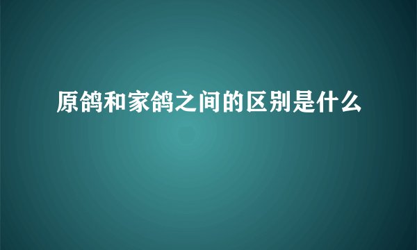 原鸽和家鸽之间的区别是什么