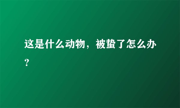 这是什么动物，被蛰了怎么办？