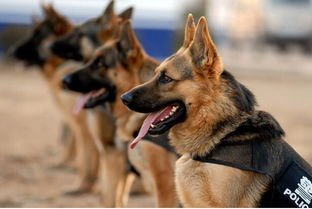 河南南阳超奶警犬被抱着排队吃药，这些警犬有多可爱？