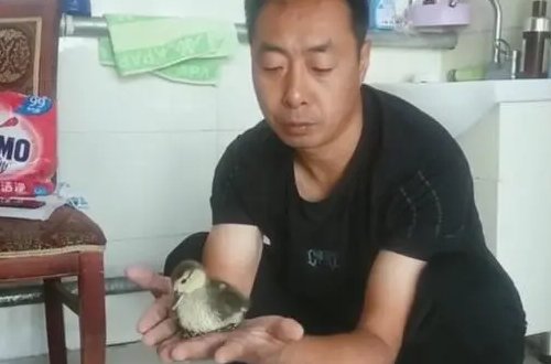 男子网购孔雀蛋孵出鸭，是否自身利益受到侵犯？