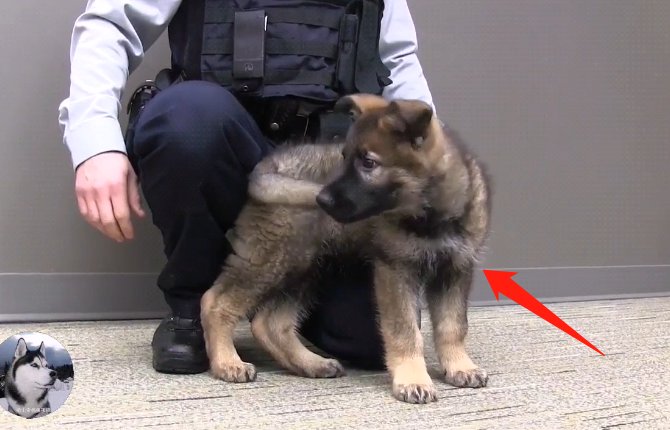 河南南阳超奶警犬被抱着排队吃药,这些警犬有多可爱?