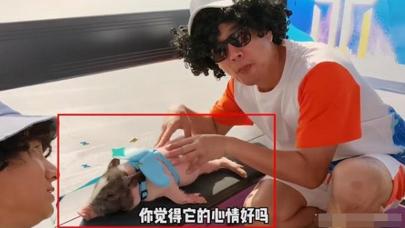吴奇隆王耀庆带猪度假是怎么回事？
