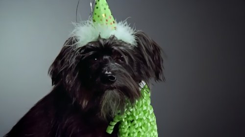 中国冠毛犬多少钱一只啊