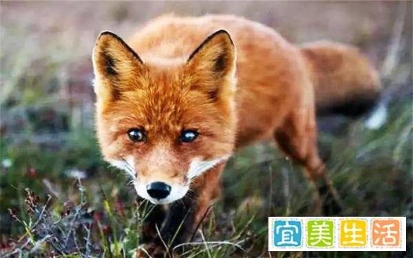 这三种狐狸体型巨大，但其中一种的可怕程度远超你的认知！
