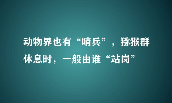 动物界也有“哨兵”，猕猴群休息时，一般由谁“站岗”
