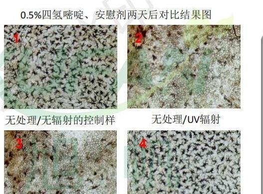 四氢嘧啶【四氢甲基嘧啶羧酸】