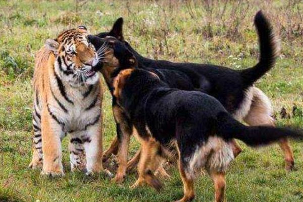 虎落平阳被犬欺这句话出自哪里?为什么是