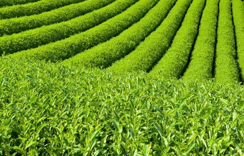 一般一亩茶园，一年能产多少量的茶
