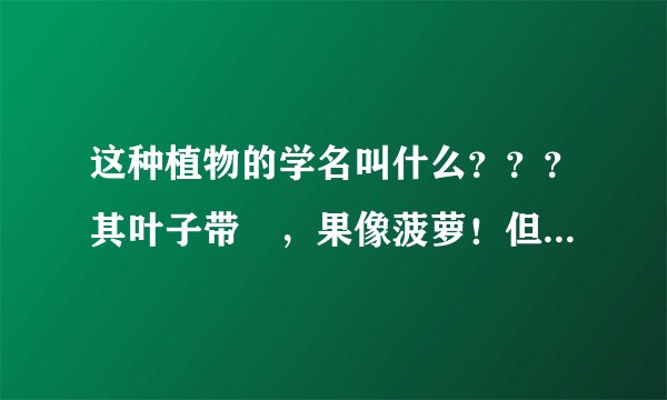 这种植物的学名叫什么？？？其叶子带莿，果像菠萝！但不是菠萝！所以我们农村人叫假菠萝！