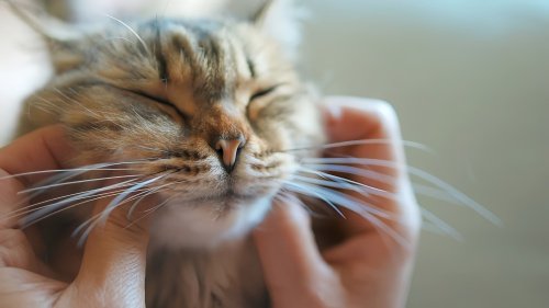 猫咪38度是发烧还是正常